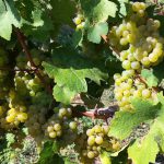 riesling_leicht_16_1080